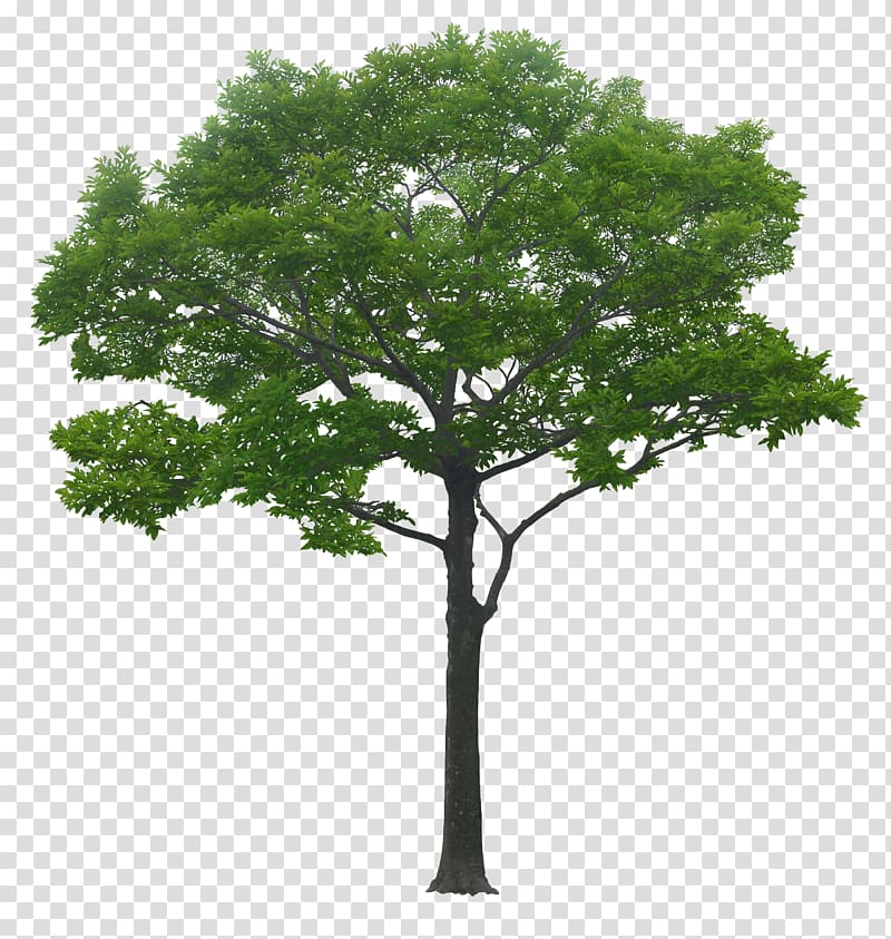 luxuriant trees transparent background PNG clipart