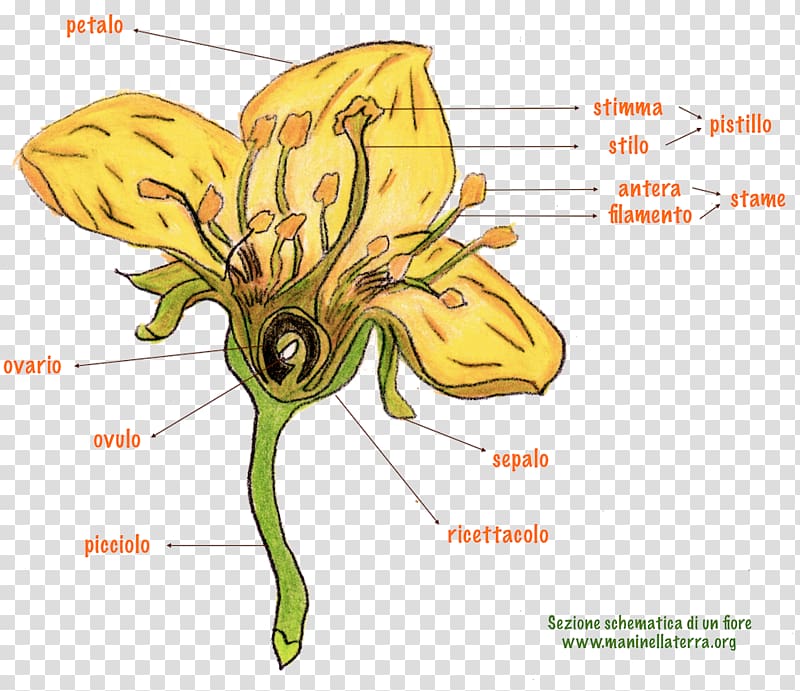 Petal Flower Gynoecium Honey bee Lilium, flower transparent background PNG clipart