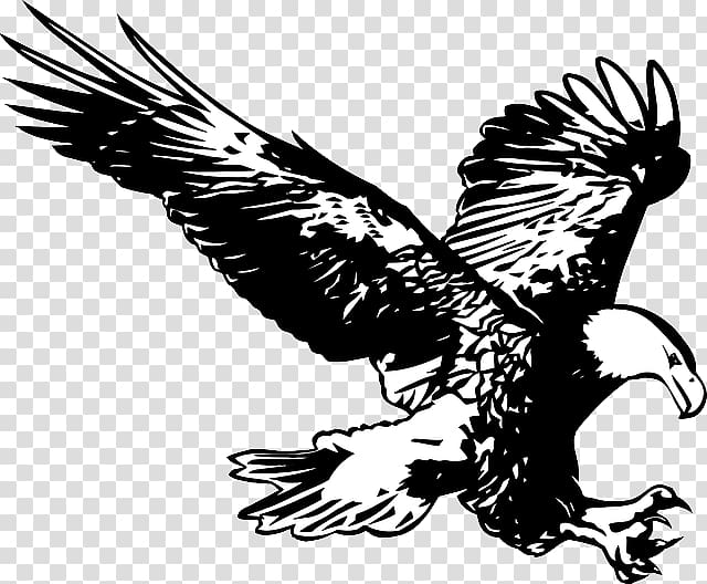 Easthampton Bald Eagle School Education, claw transparent background PNG clipart
