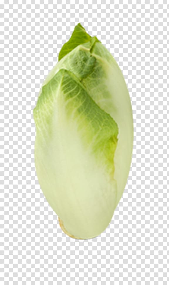 Endive Leaf vegetable Kohlrabi Salad, vegetable transparent background PNG clipart