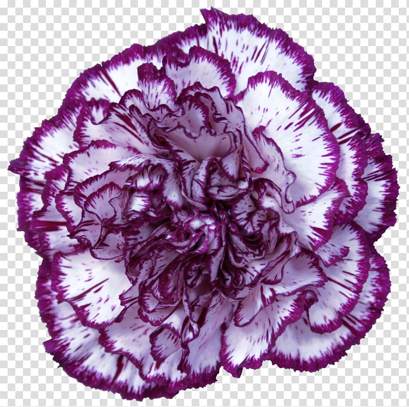 Carnation Purple Violet Red, CARNATION transparent background PNG clipart