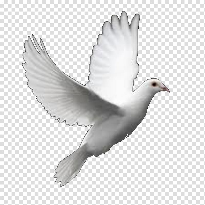 Columbidae Bird Perfect Flight White Dove Releases , Bird transparent background PNG clipart