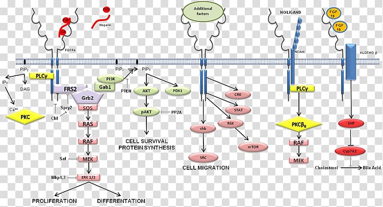 Cell signaling Fibroblast growth factor receptor 4 Signal transduction, hormone secretion transparent background PNG clipart