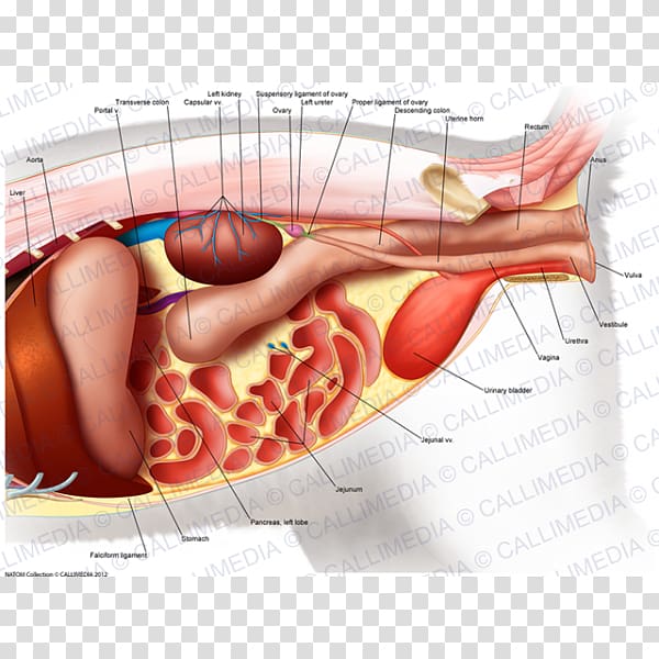 Abdomen Stomach Organ Pelvis Human body, abdomen anatomy transparent background PNG clipart