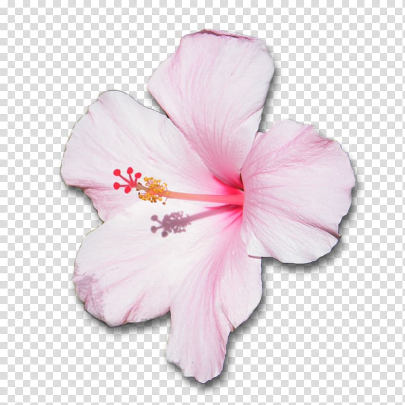 Mallows Shoeblackplant Flower Hawaiian hibiscus Petal, pink flower transparent background PNG clipart