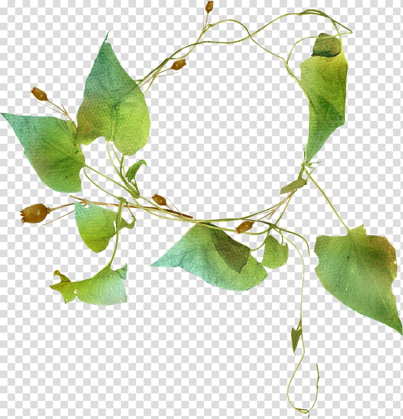 Ipomoea nil Leaf, Beautiful foliage ring transparent background PNG clipart