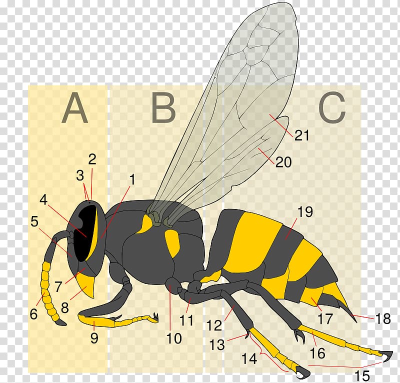 Hornet Bee Insect Wasp Yellowjacket, bee transparent background PNG clipart