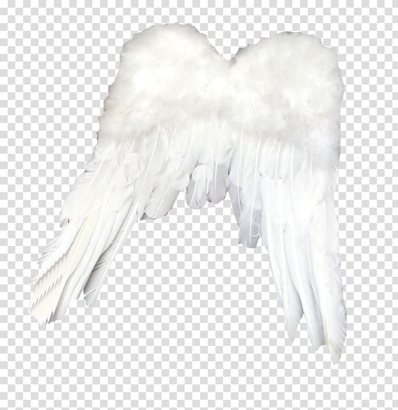 Feather White Light, Simple white feathers transparent background PNG clipart
