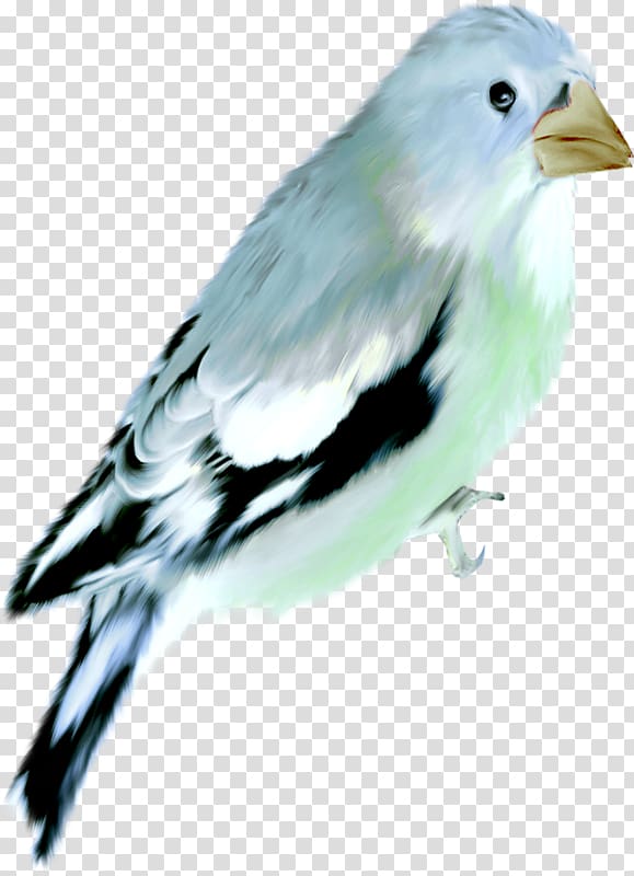 Bird Watercolor painting American Sparrows , Bird transparent background PNG clipart