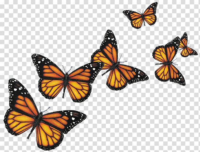 Butterfly Insect Computer Icons, Butterflies , orange-white-and-black butterflies transparent background PNG clipart
