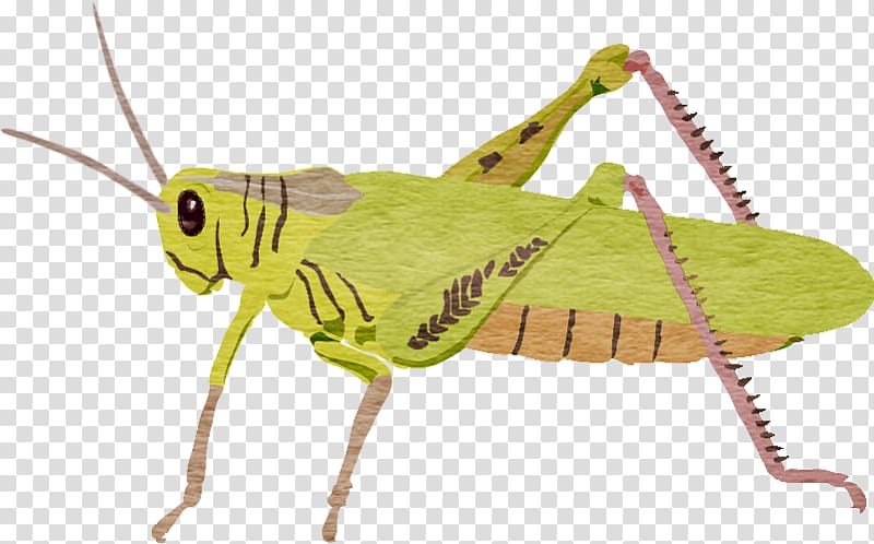 Locust Grasshopper , Hand-painted grasshopper transparent background PNG clipart