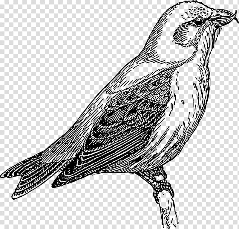 Bird Cuckoos Common Cuckoo Oriental cuckoo , Bird transparent background PNG clipart