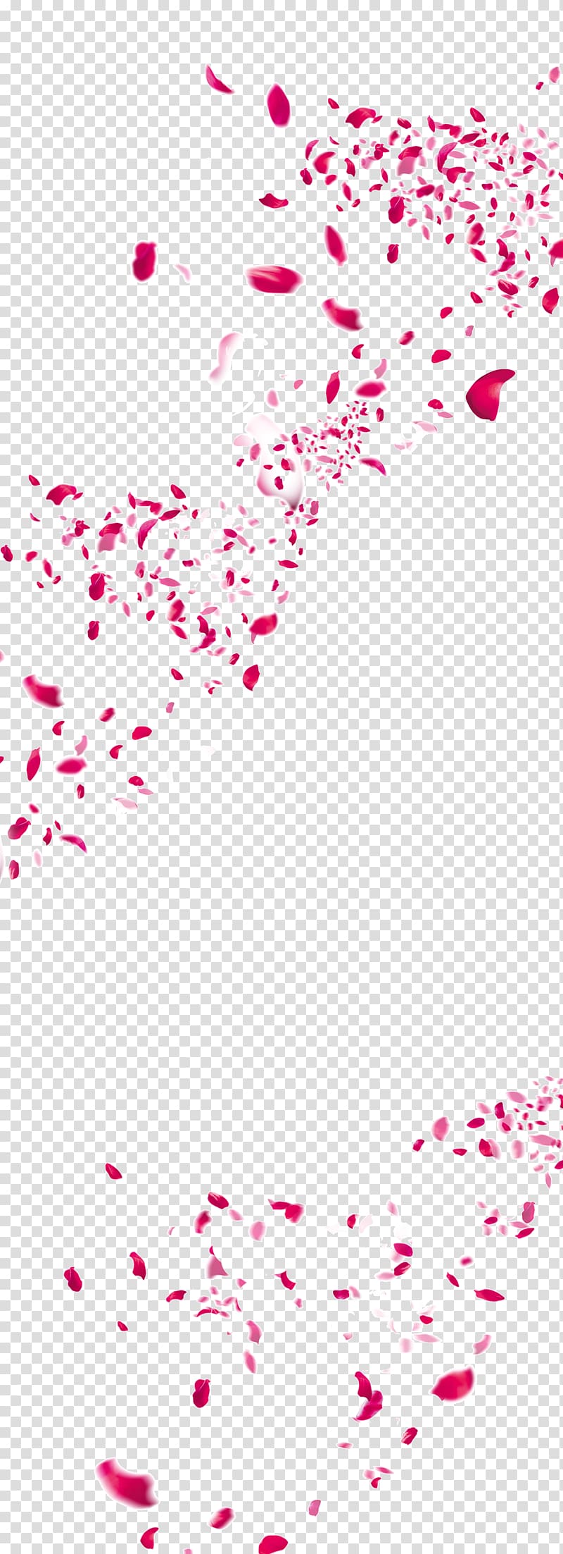 red petals illustration, Flower Petal, Scattered flower petals transparent background PNG clipart