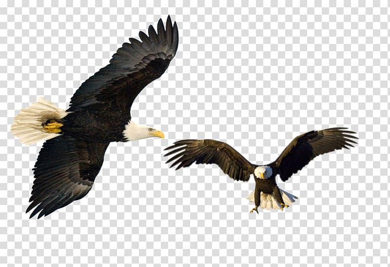 eagle transparent background PNG clipart