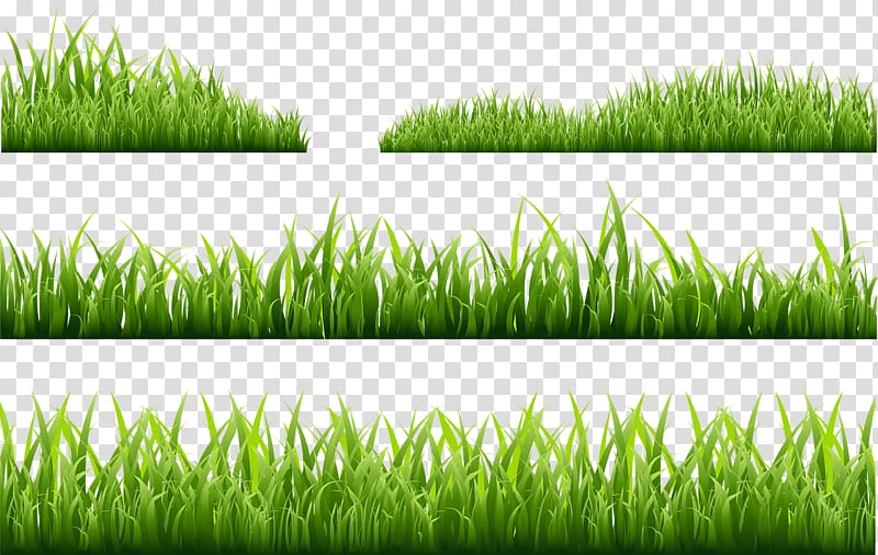 Illustration, Green grass transparent background PNG clipart