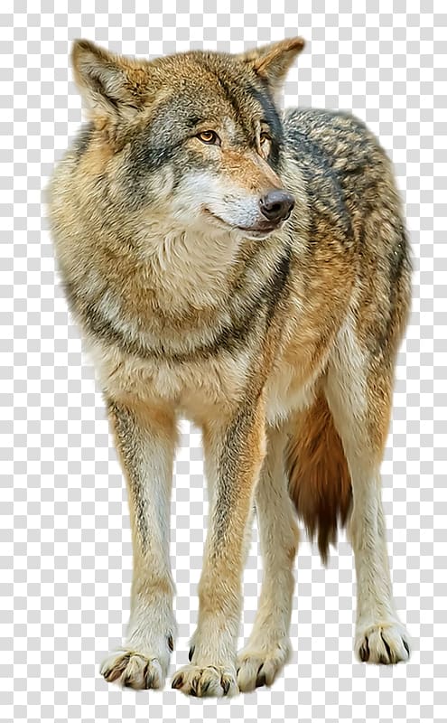 brown and black wolf looking at it's left, Saarloos wolfdog Gray wolf High-definition television, Wolf transparent background PNG clipart