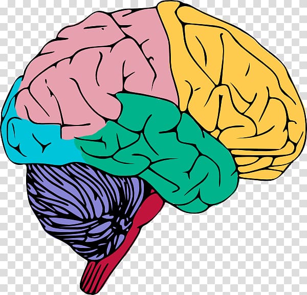 Human brain , Myth transparent background PNG clipart