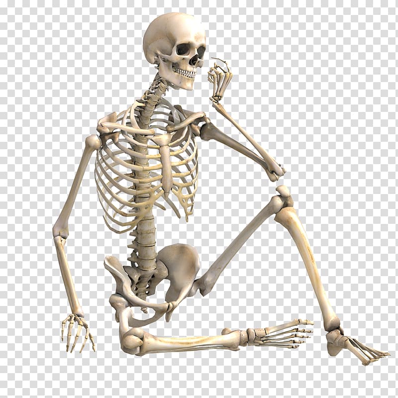 Human skeleton Bone Skeletal muscle, Skeleton transparent background PNG clipart