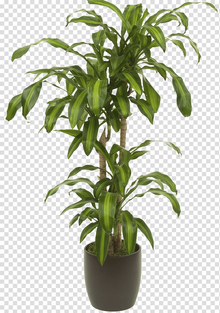 Houseplant Dracaena reflexa var. angustifolia Flowerpot, plant transparent background PNG clipart