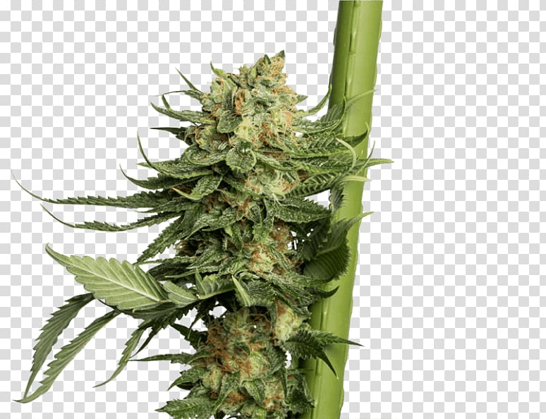 Cannabis sativa Cannabis Cup Hemp Kush, cannabis transparent background PNG clipart