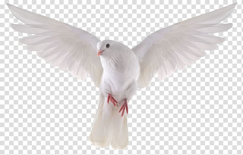 Columbidae Domestic pigeon Bird , Dove , white pigeon transparent background PNG clipart