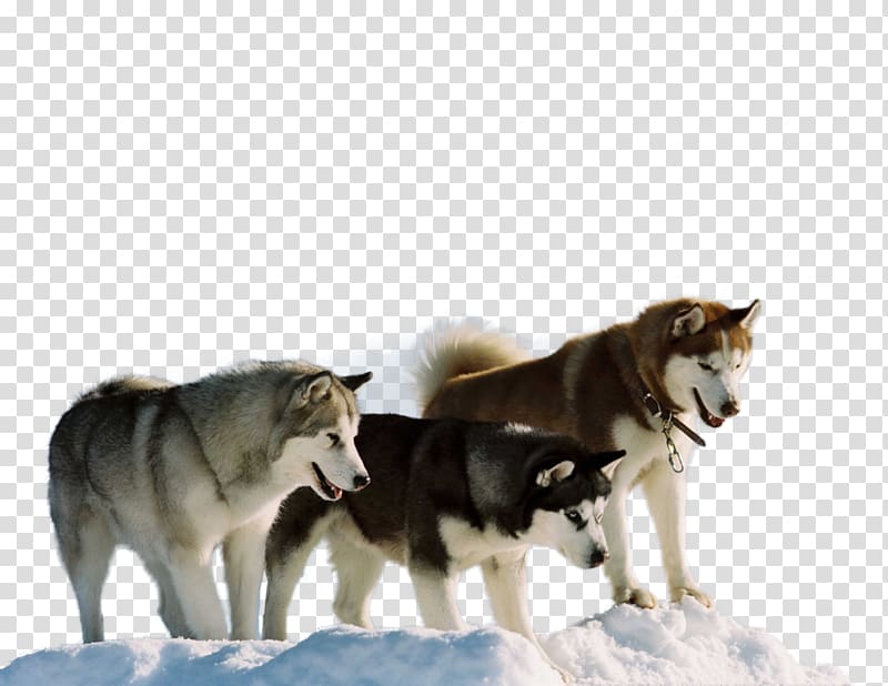 Siberian Husky Antarctic Jerry Shepard Film, husky transparent background PNG clipart