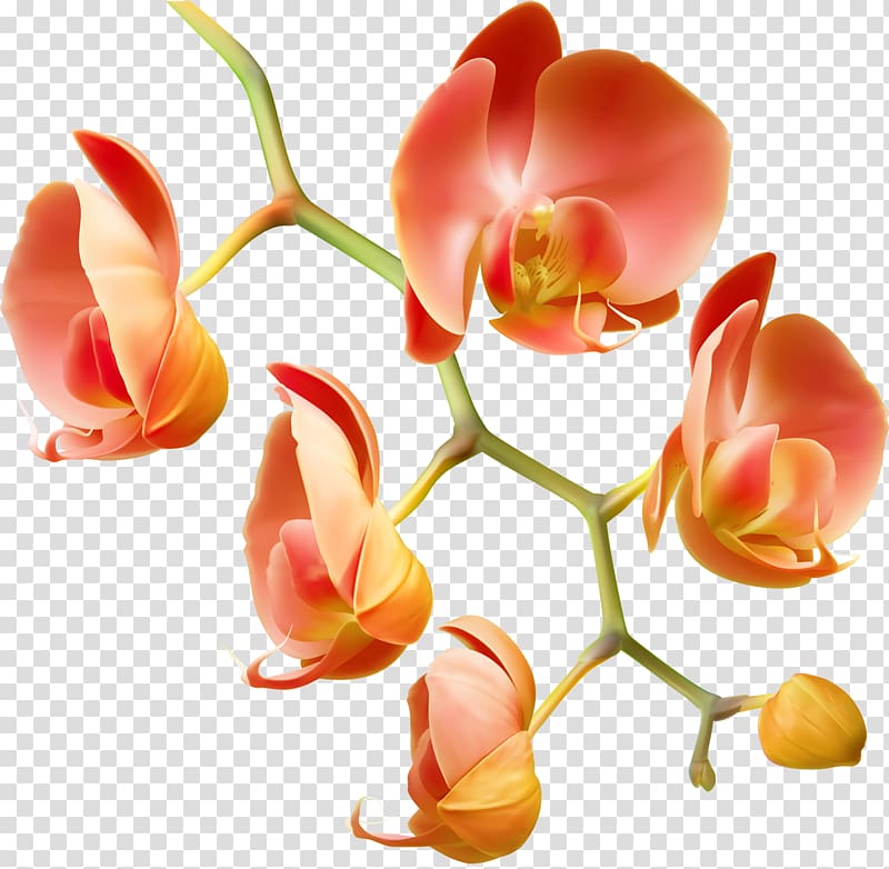 Orchids Flower Water Plant Garden roses, orchid transparent background PNG clipart