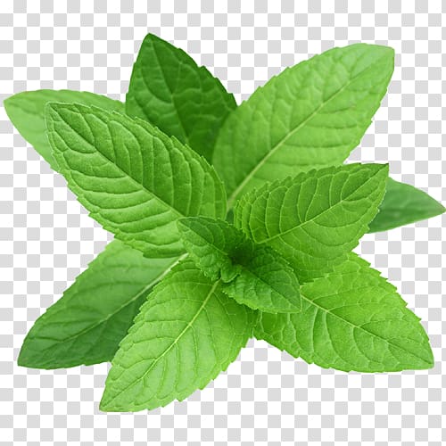 Peppermint Essential oil Herb Mint leaf, oil transparent background PNG clipart