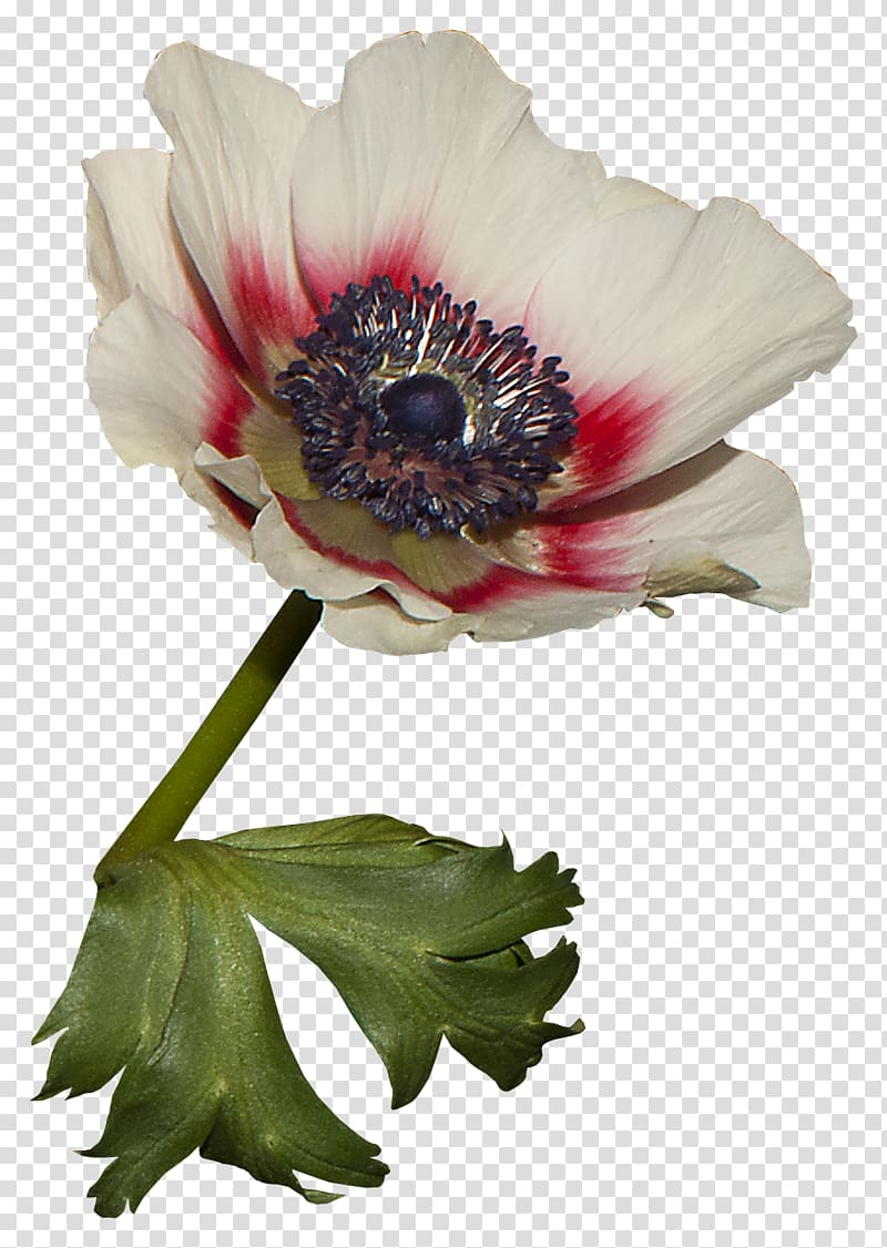 Anemone Cut flowers Plant stem Petal, 71 transparent background PNG clipart