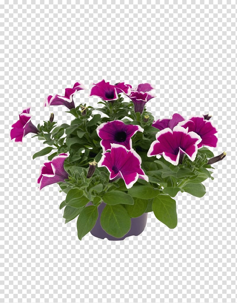 Petunia Surfinia Violet, violet transparent background PNG clipart