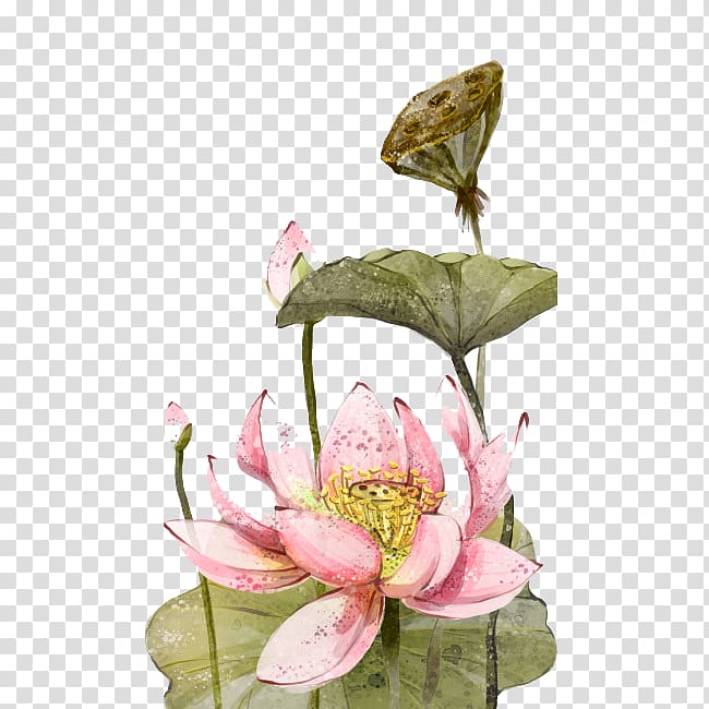 Nelumbo nucifera Ink wash painting , Chinese ink painting lotus transparent background PNG clipart