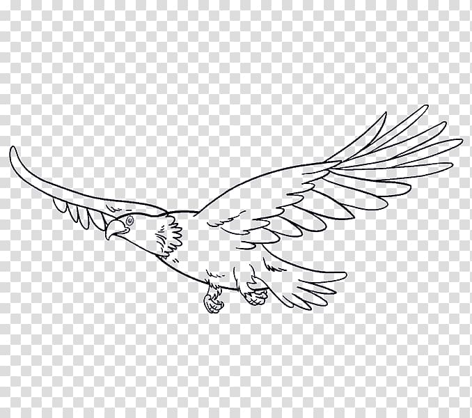 Drawing Bird Eagle Line art, line shading transparent background PNG clipart