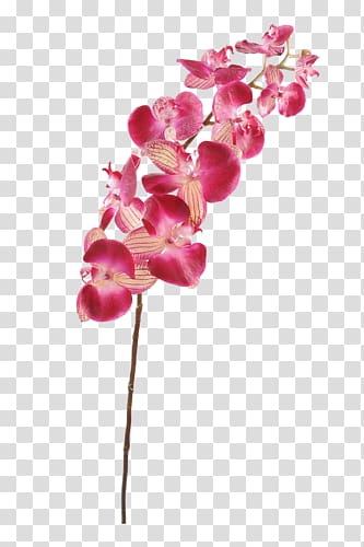 Moth orchids Plant stem Cut flowers, flower transparent background PNG clipart