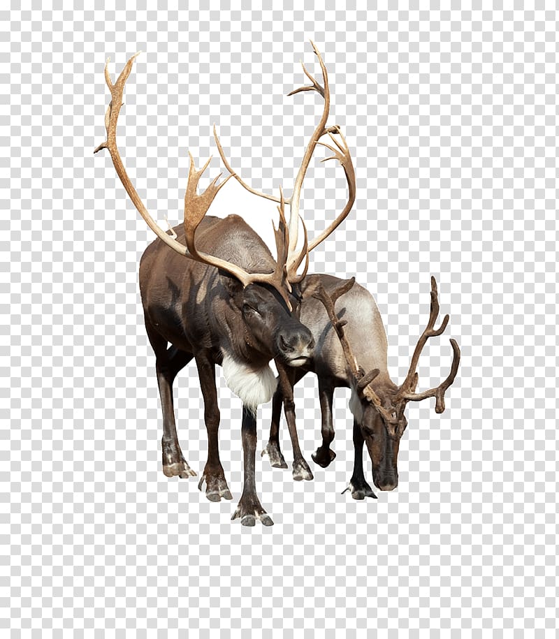 two black moose illustration, Reindeer Camel, Reindeer transparent background PNG clipart