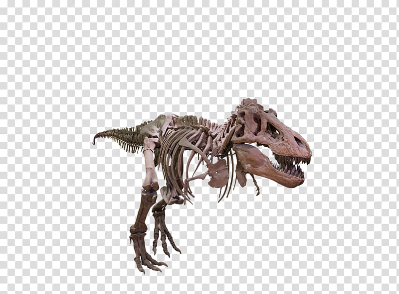 Tyrannosaurus Velociraptor Giganotosaurus Dinosaur size, t rex transparent background PNG clipart