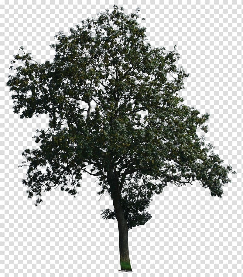 Tree Desktop Branch, eucalyptus transparent background PNG clipart