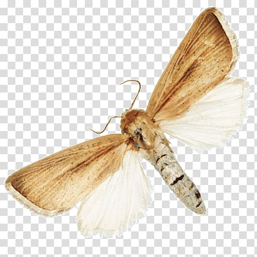 Silkworm Insect Turnip moth Butterflies and moths Fruit flies, insect transparent background PNG clipart