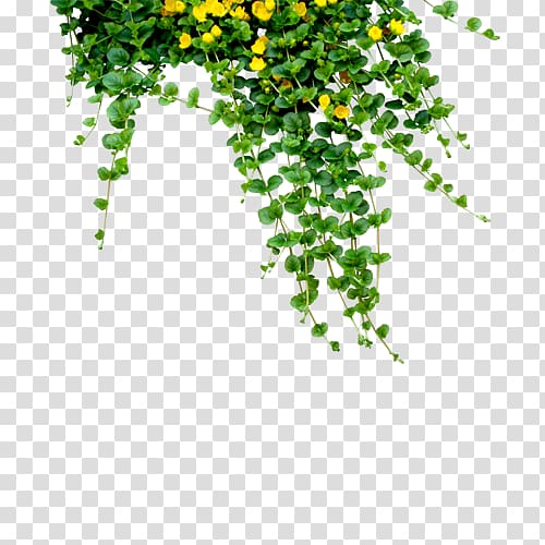 Bangladesh Bengali New Year (Pxf4hela Boishakh) Pahela Falgun Journey Through Many Worlds, Decorative Plants transparent background PNG clipart