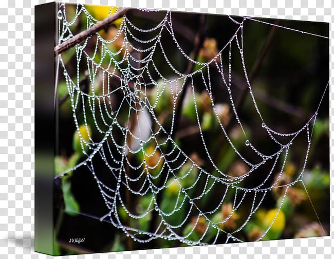 Spider web Moisture Close-up, spider transparent background PNG clipart