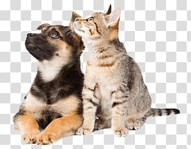 black and tan German shepherd prone lying beside kitten, Dog Cat Looking Up transparent background PNG clipart
