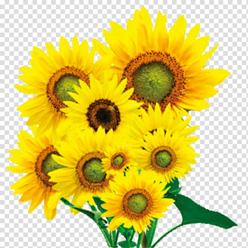 Oil painting Anime Poster, A bunch of sunflowers transparent background PNG clipart
