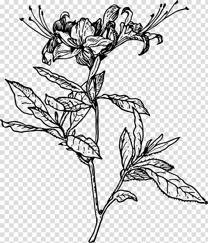 Azalea Drawing Rhododendron Botanical illustration , flower transparent background PNG clipart