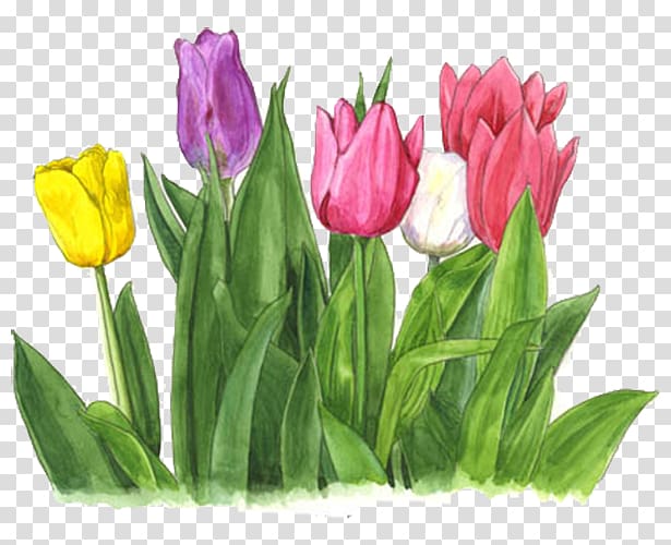 Tonami Tulipa gesneriana Cut flowers Fasciolaria tulipa, Color tulips transparent background PNG clipart