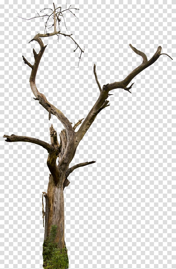 Tree Snag Branch , Tree Background transparent background PNG clipart