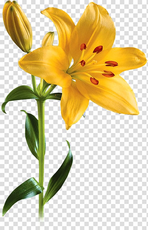 Lilium Flower , Lily transparent background PNG clipart