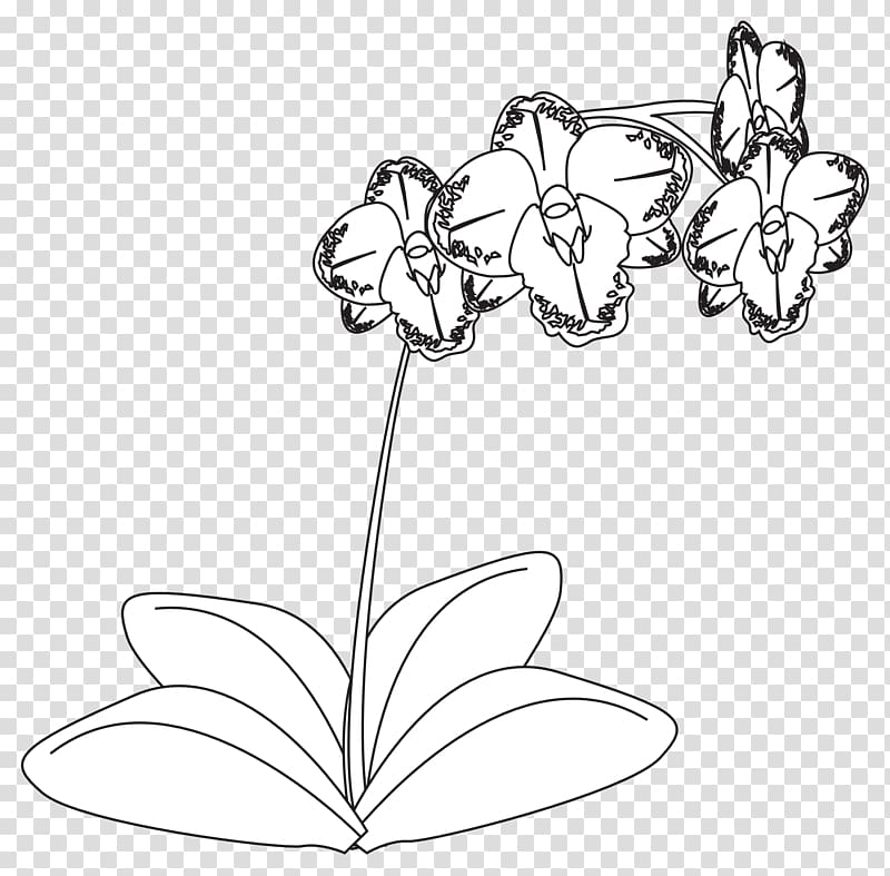 Drawing Orchids Black and white Line art , orchid transparent background PNG clipart