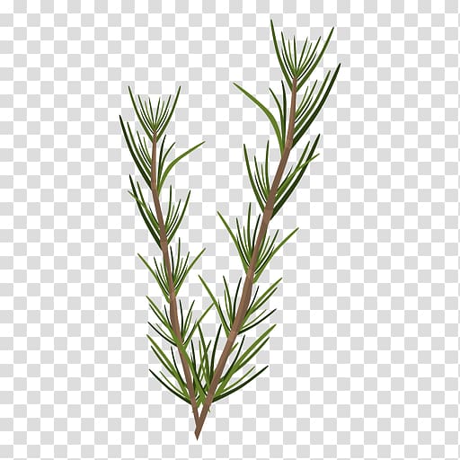 Rosemary Leaf Herbaceous plant, sprig transparent background PNG clipart