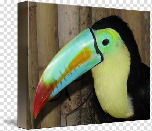 Bird Toucan Piciformes Beak Fauna, toucan transparent background PNG clipart