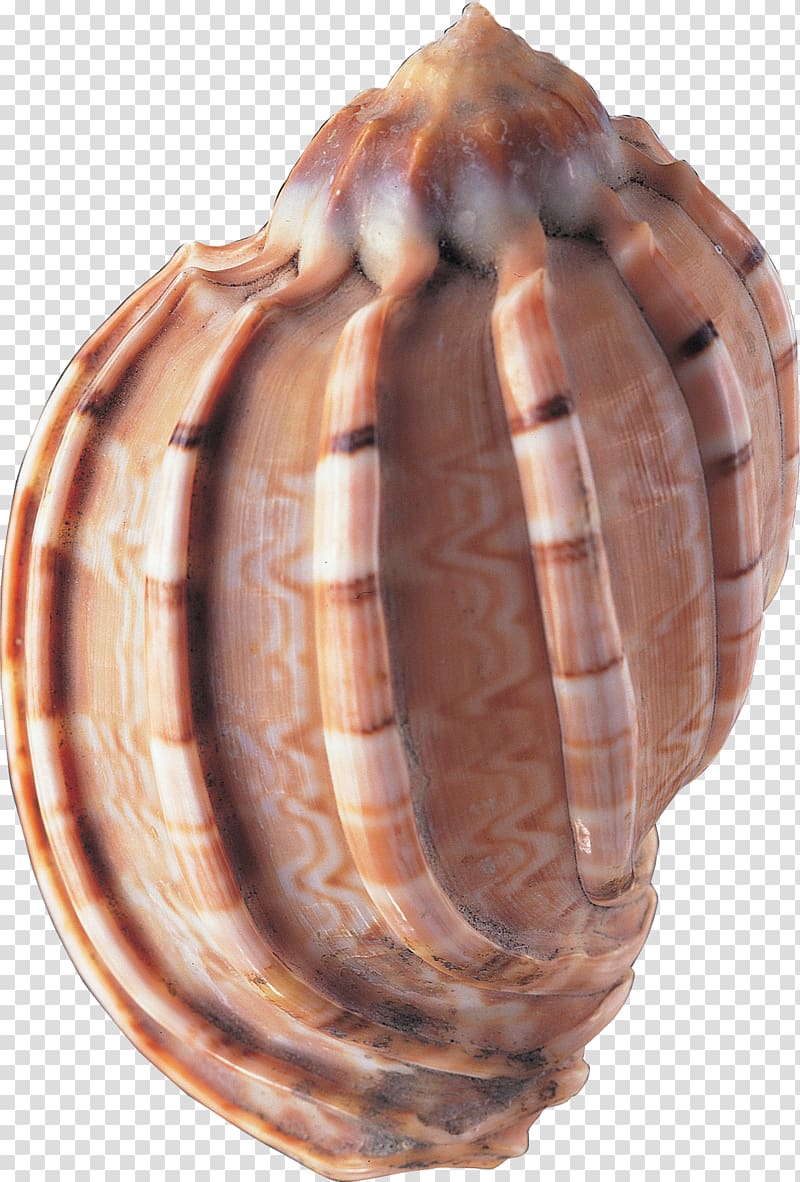 Seashell transparent background PNG clipart