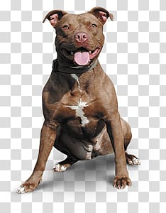 of adult tan and white American pit bull terrier, Pitbull Happy transparent background PNG clipart